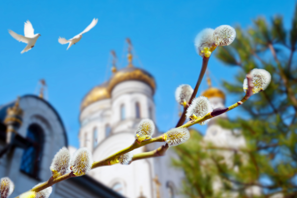 Верба в апреле картинки