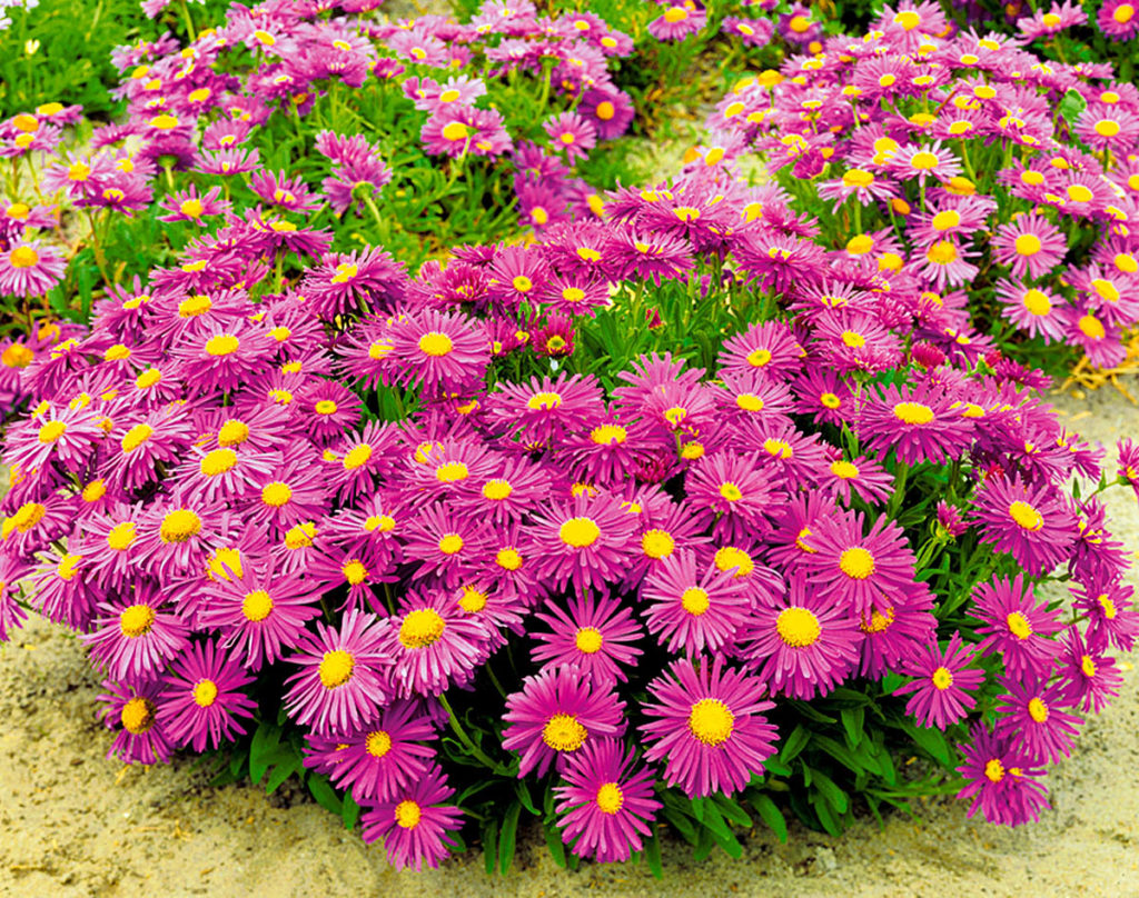 Астра Альпийская (Aster Alpinus)