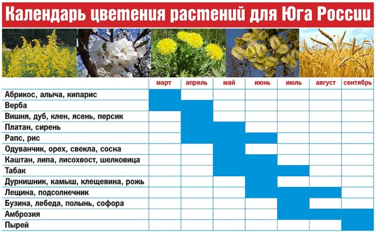 Карта цветения амброзии в россии