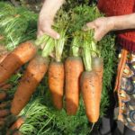 когда сеять морковь в открытый грунт весной