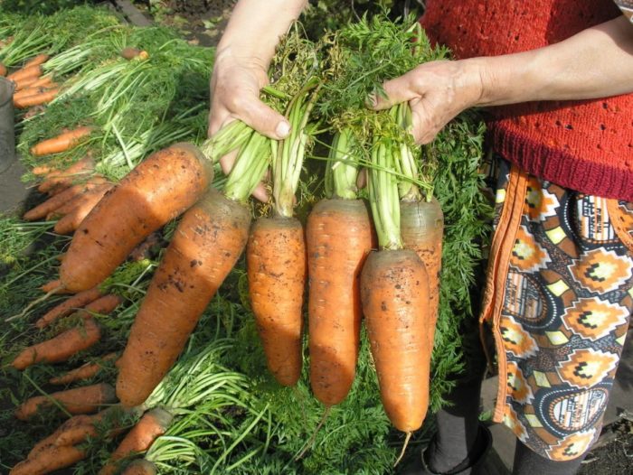 после чего сажать морковь в открытый грунт весной