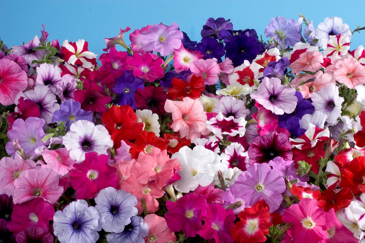 Цветы однолетники на букву г с фото