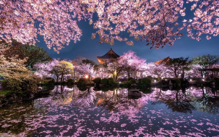когда цветет сакура в Японии